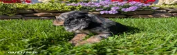 Cocker Spaniel dogs for sale: Amy - Ad 9