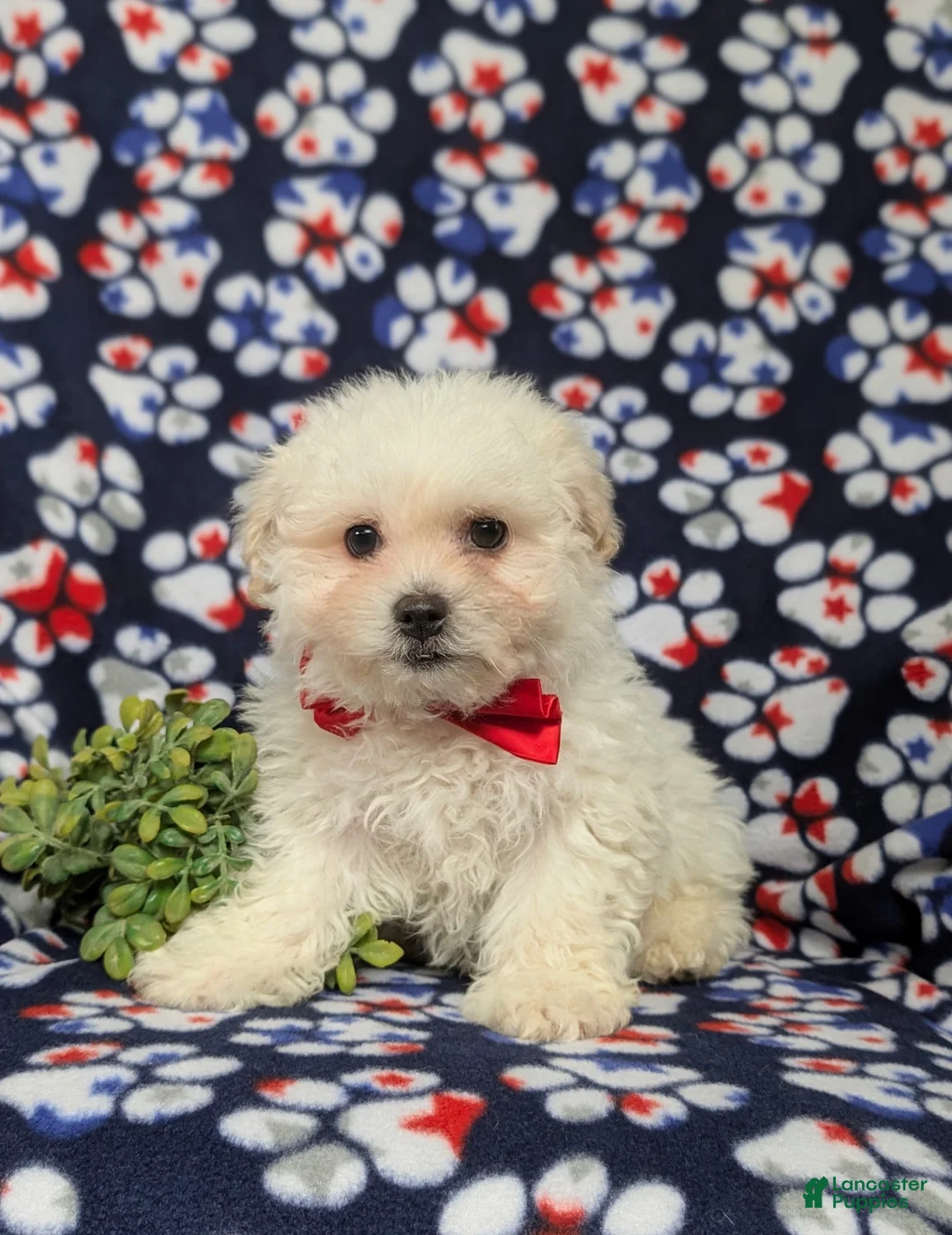 Bichon Frise dogs for sale: Bolton - Ad 3