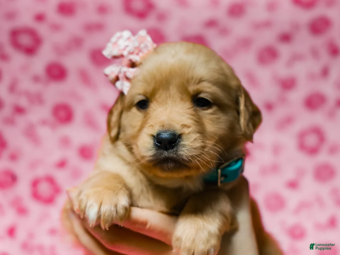 Golden Retriever dogs for sale: Denise AKC Golden Retriever Pup - Ad 1