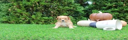 Toy Poodle dogs for sale: AKC Echo(tiny) - Ad 4