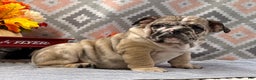 English Bulldog dogs for sale: Banjo - Ad 1