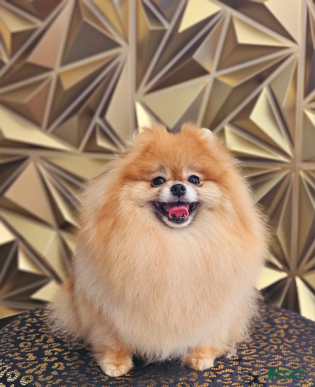 Pomeranian dogs for sale: BARBIE - Ad 6