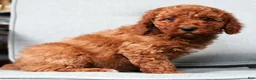 Mini Goldendoodle dogs for sale: Sasha - Ad 7