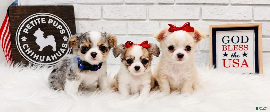 Chihuahua dogs for sale: AKC Chihuahua - Ad 9