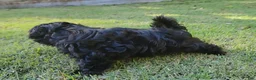 Shih Tzu dogs for sale: Sable - Ad 5