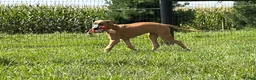 Great Dane dogs for sale: Patience Great Dane  - Ad 10