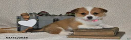 Welsh Corgi Pembroke dogs for sale: Juliet - Ad 4