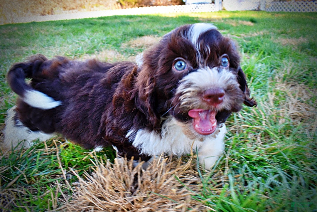 Havapoo dogs for sale: Pilot - Ad 13