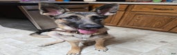 German Shepherd dogs for sale: German Shepherd Puppy 1 - Ad 18