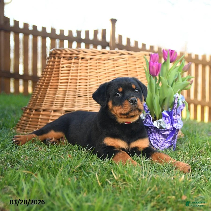 Rottweiler dogs Ladybug - Ad 2