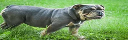 English Bulldog dogs for sale: Xena - Ad 3