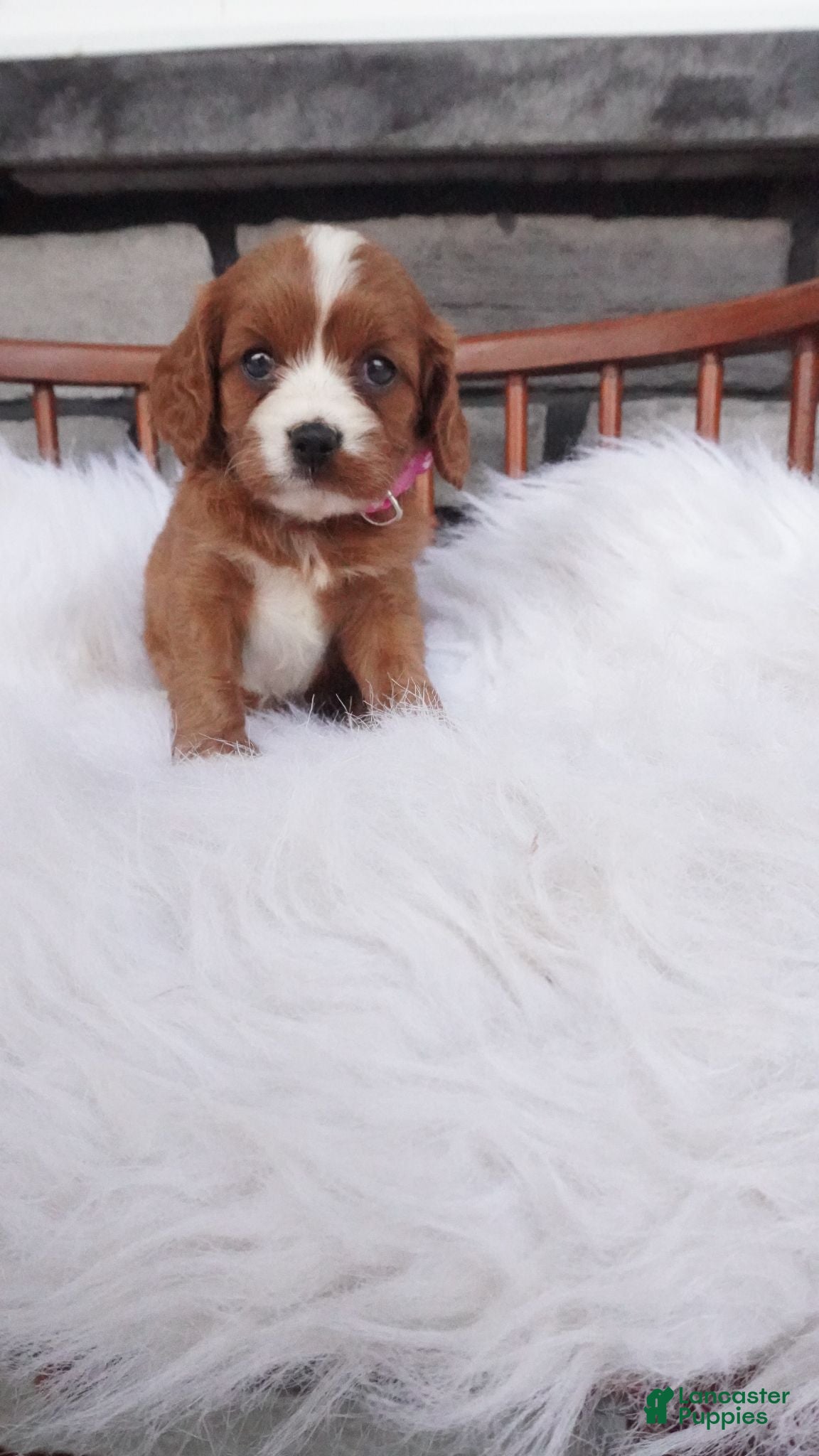 Cavapoo dogs Ellie  - Ad 2