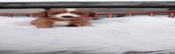 Cavapoo dogs for sale: Ellie  - Ad 2