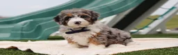 Mini Bernedoodle dogs for sale: Parker - Ad 2
