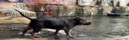 American Bully dogs for sale: Mr. Vegas - Ad 4