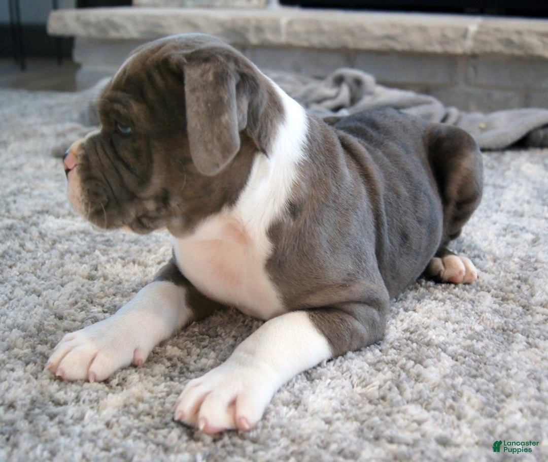 Olde English Bulldogge dogs for sale: Bruno - Ad 4