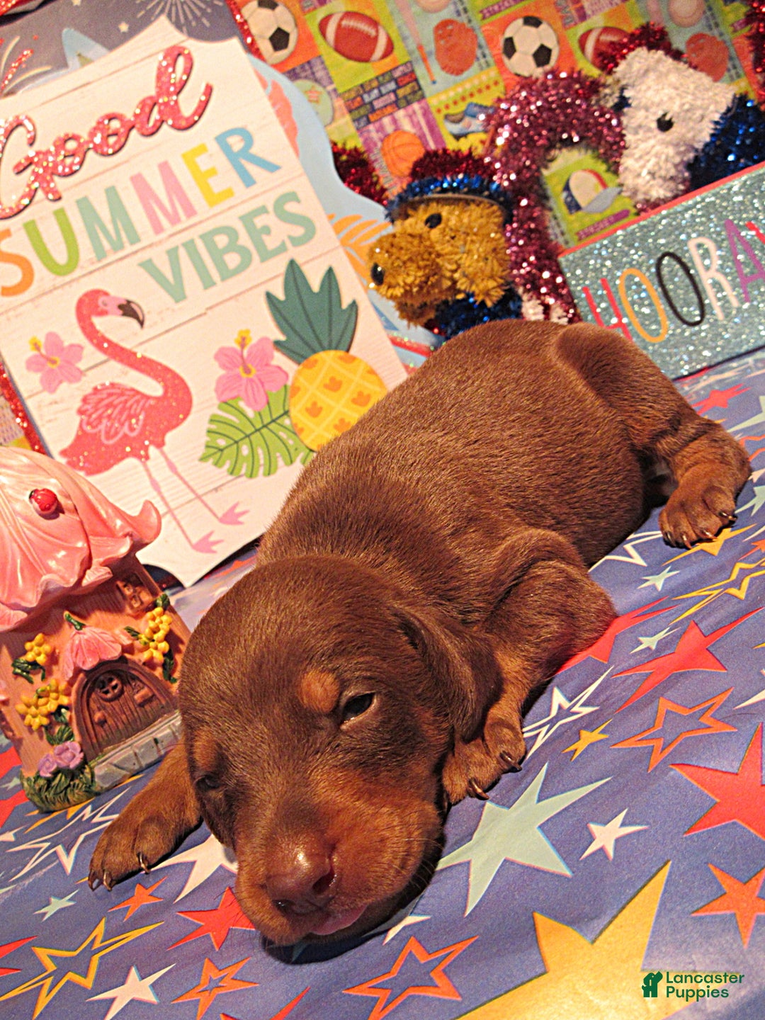 Doberman Pinscher dogs for sale: Doberman Pinscher Puppy 2 - Ad 11