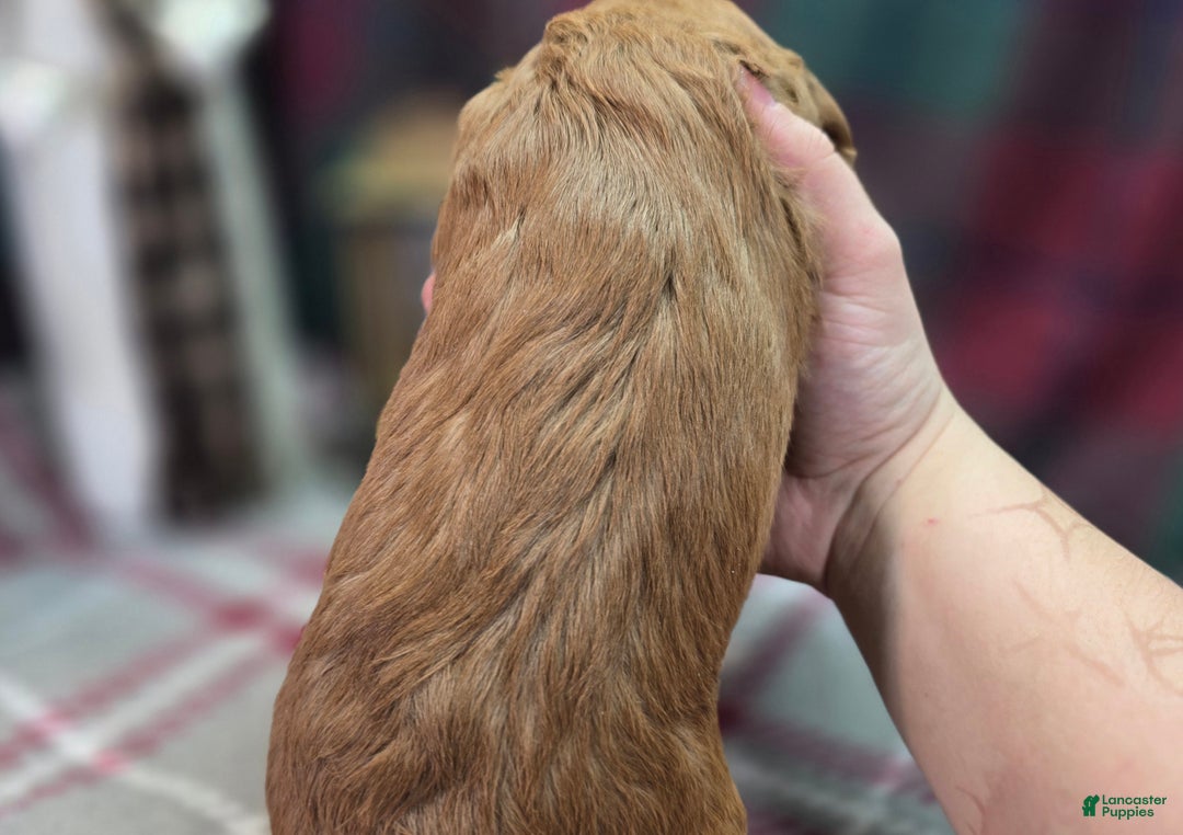 Cockapoo dogs for sale: Captain Dan - Ad 6