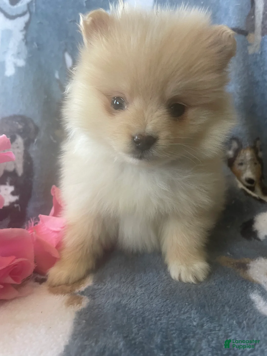 Pomeranian dogs for sale: Luke - Ad 2