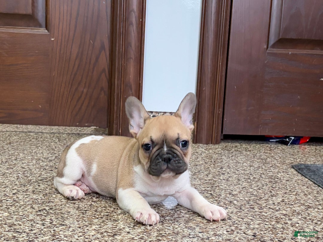 French Bulldog dogs for sale: French Bulldog Puppy 1 - Ad 2