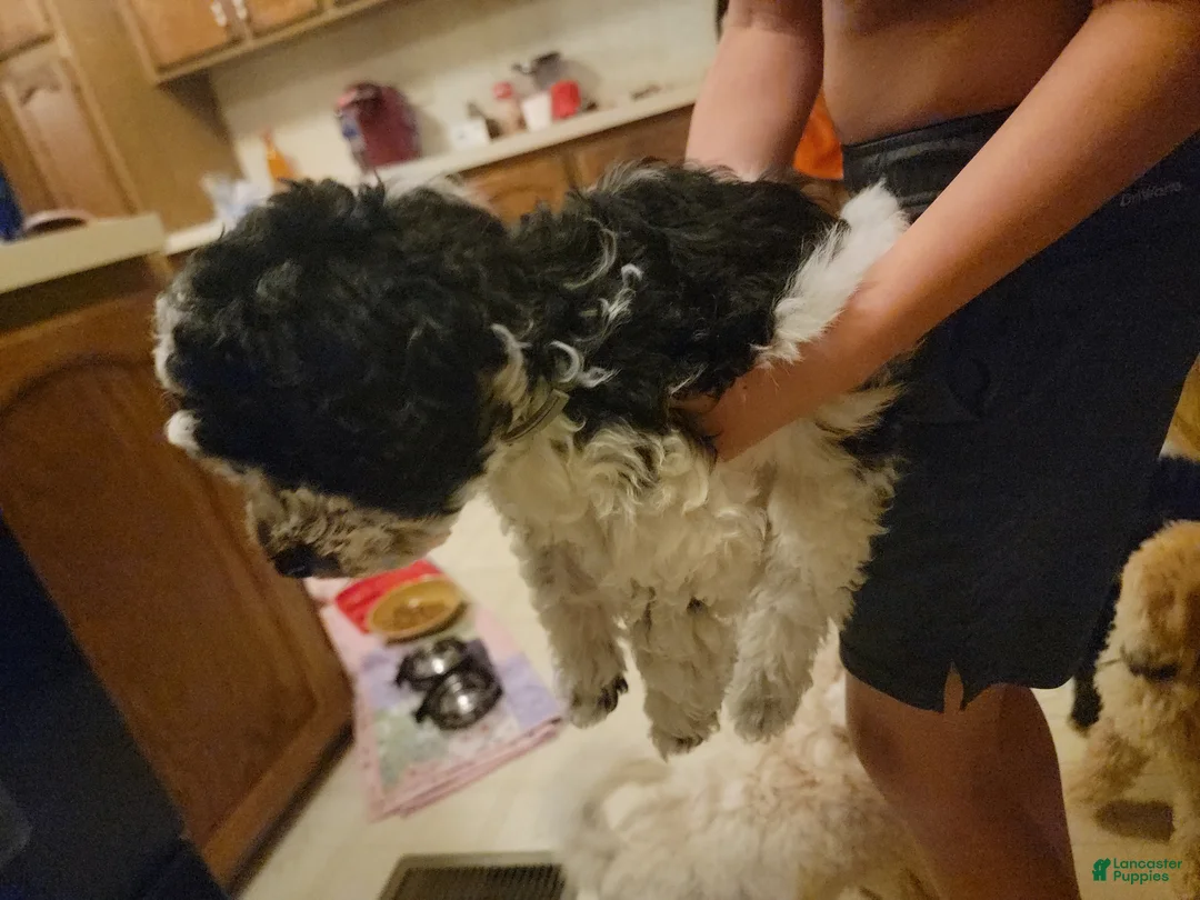 Mixed Breed dogs for sale: Chopper - Ad 13