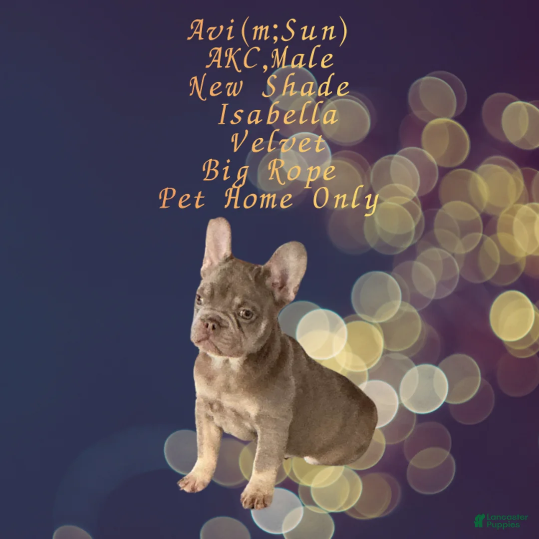 French Bulldog dogs for sale: Avi (mng: Light) - Ad 5