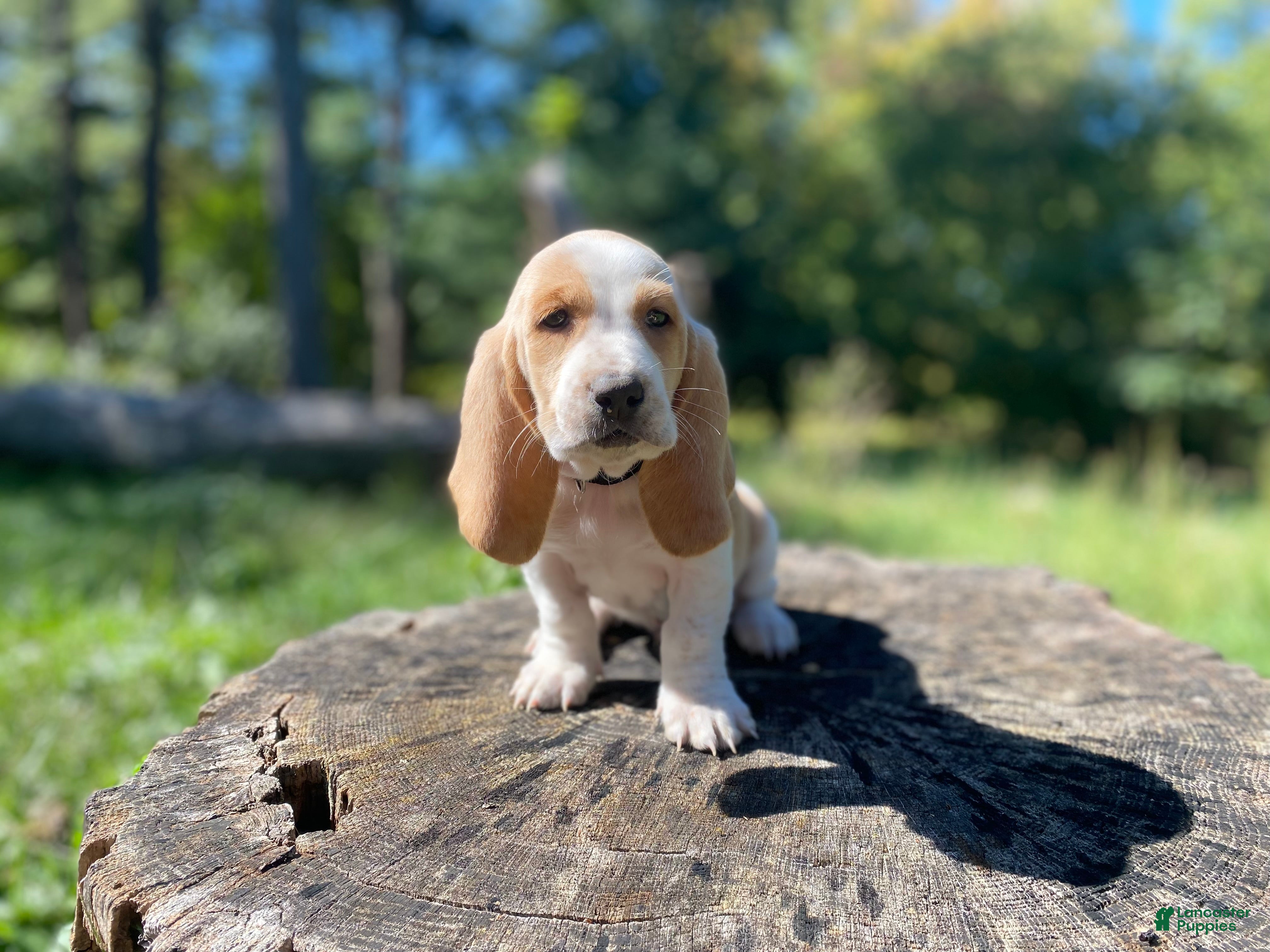 Basset Hound dogs Wrangler - Ad 1
