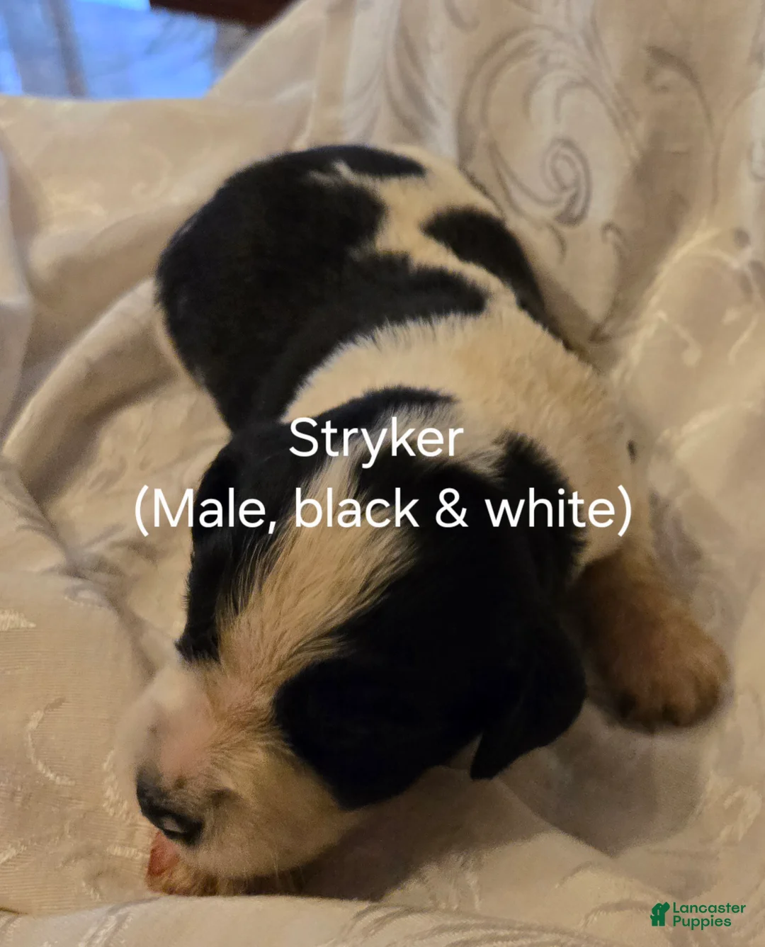 English Springer Spaniel dogs for sale: English Springer Spaniel Puppy 4 - Ad 1