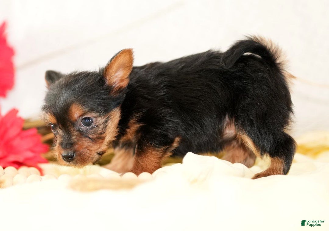 Morkie dogs for sale: Poppy - Ad 5
