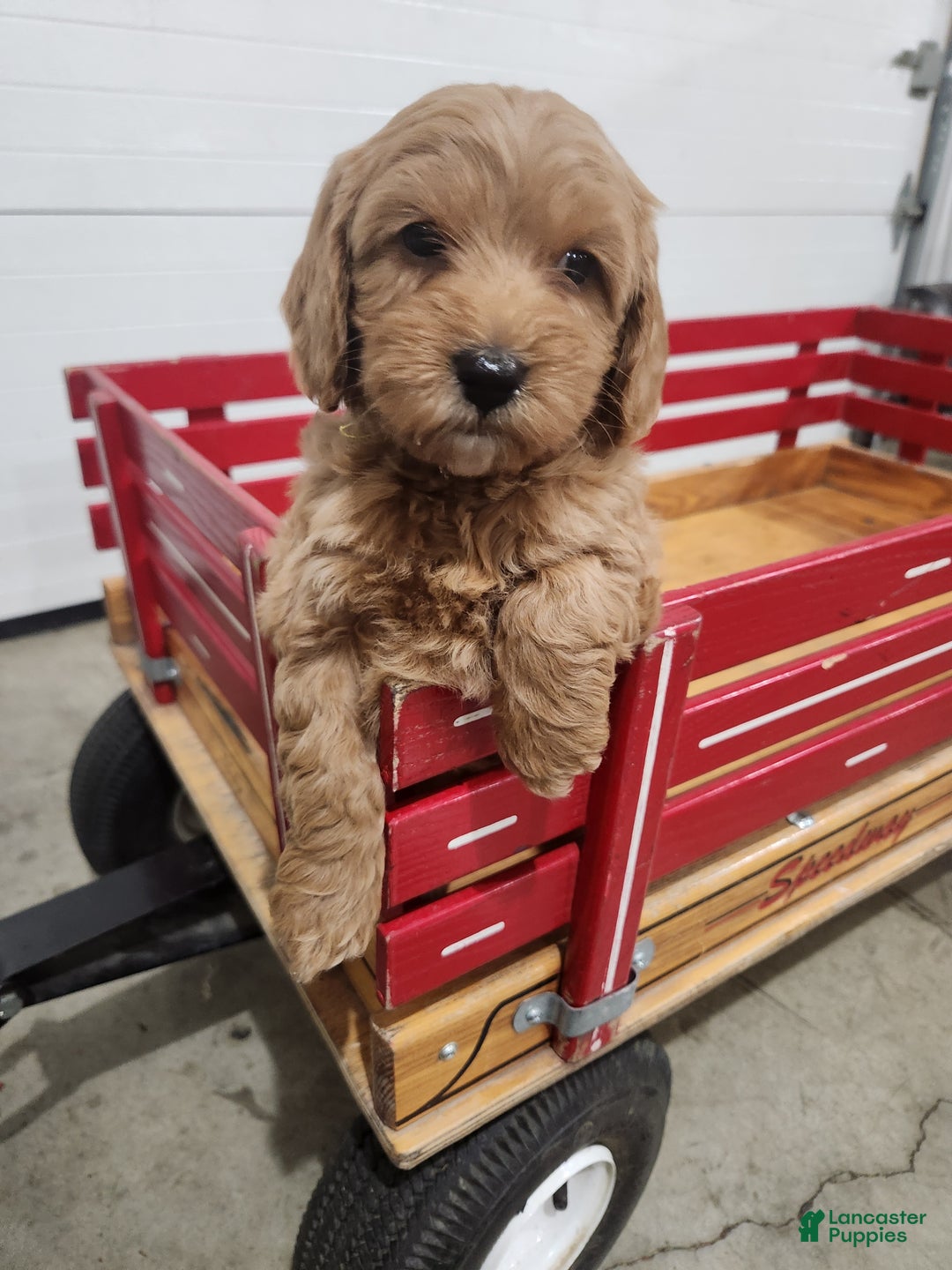 Mini Goldendoodle dogs for sale: JESSA - MINI GOLDENDOODLE LOVELY PUPPY (RICHLAND, PA) - F1BB - Ad 11