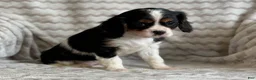 Cavalier King Charles Spaniel dogs for sale: Tulip - Ad 6