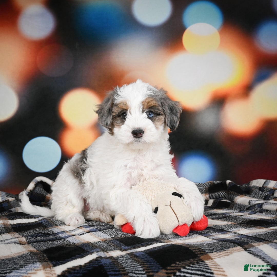 Mini Bernedoodle dogs for sale: Ginger - Ad 10