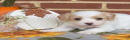 Cavachon dogs for sale: Pip - Ad 6