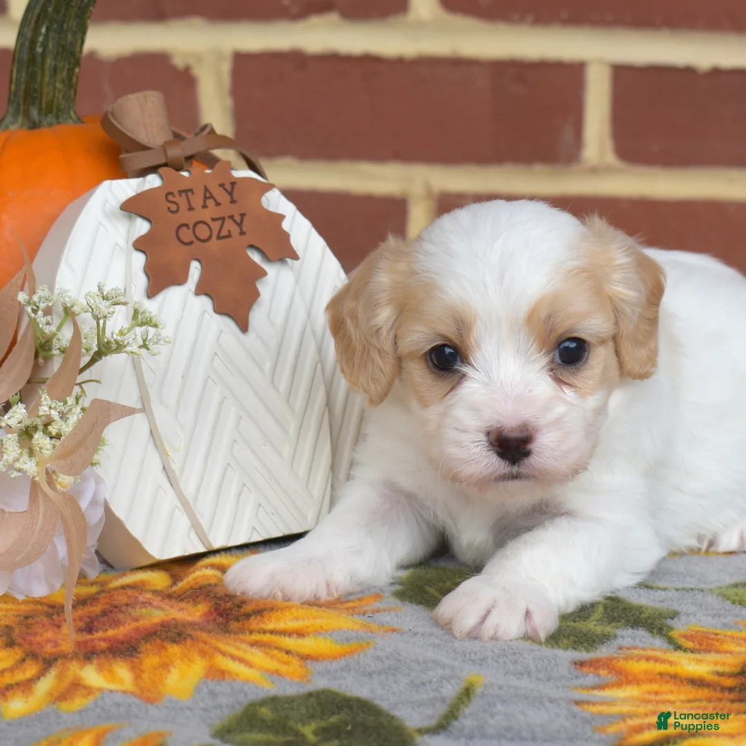 Cavachon dogs for sale: Pip - Ad 6