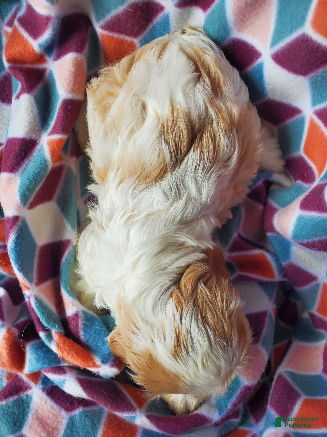 Cavachon dogs for sale: Lucy  - Ad 4