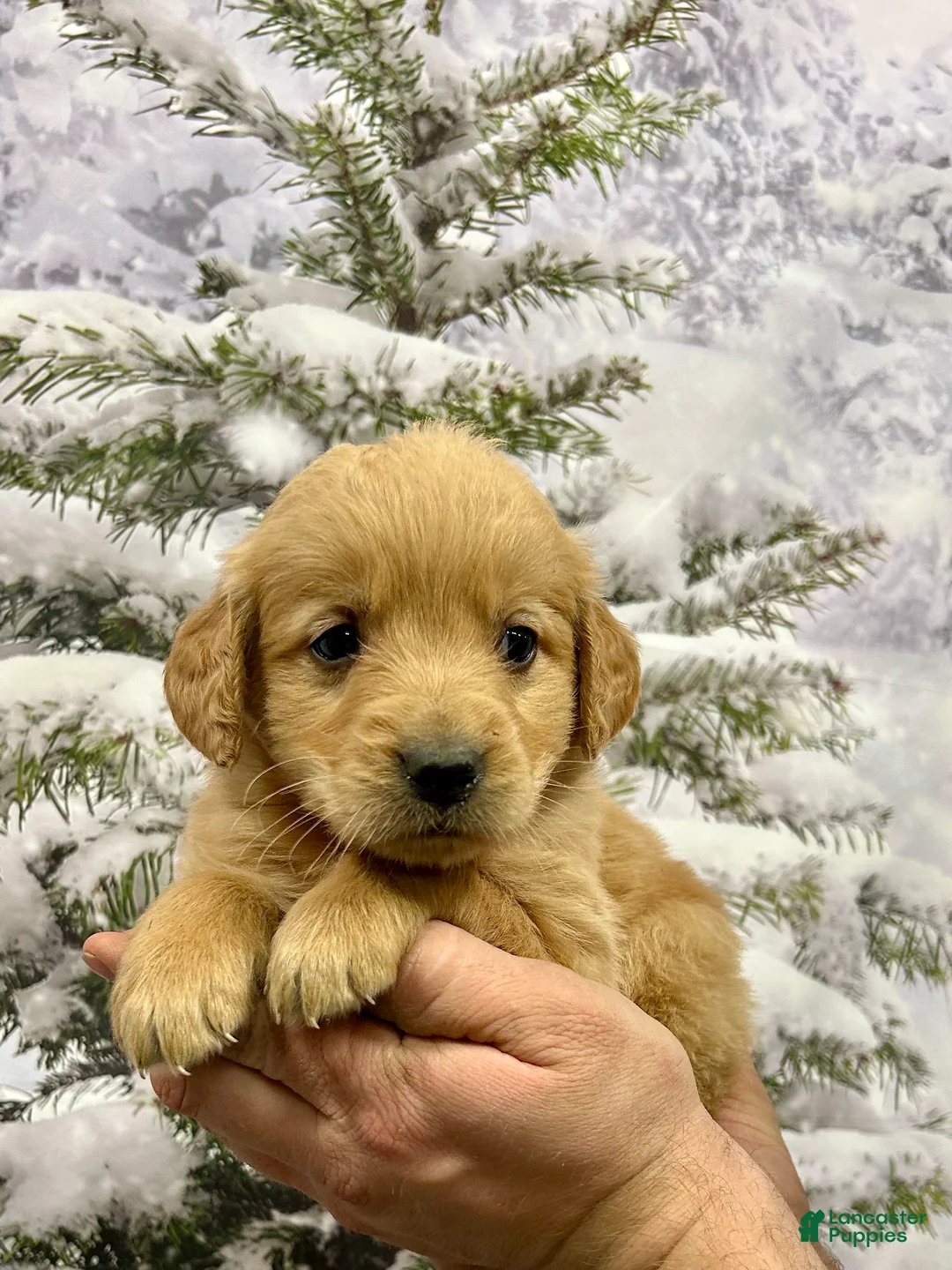 Golden Retriever dogs for sale: Rascal  - Ad 10