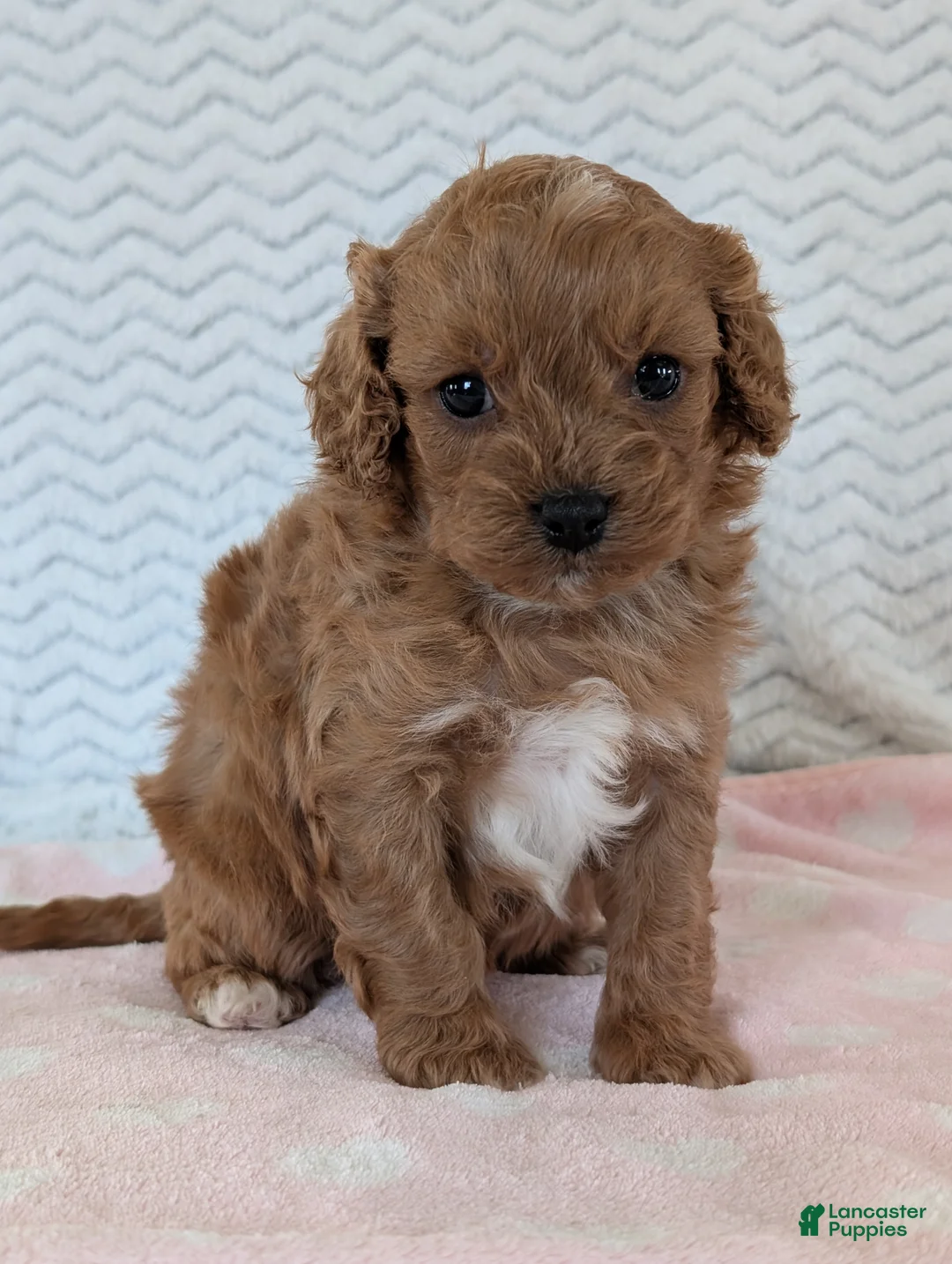 Cavapoo dogs for sale: Ellie - Ad 2
