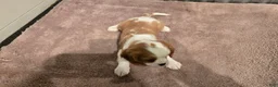 Cavalier King Charles Spaniel dogs for sale: Devon - Ad 4