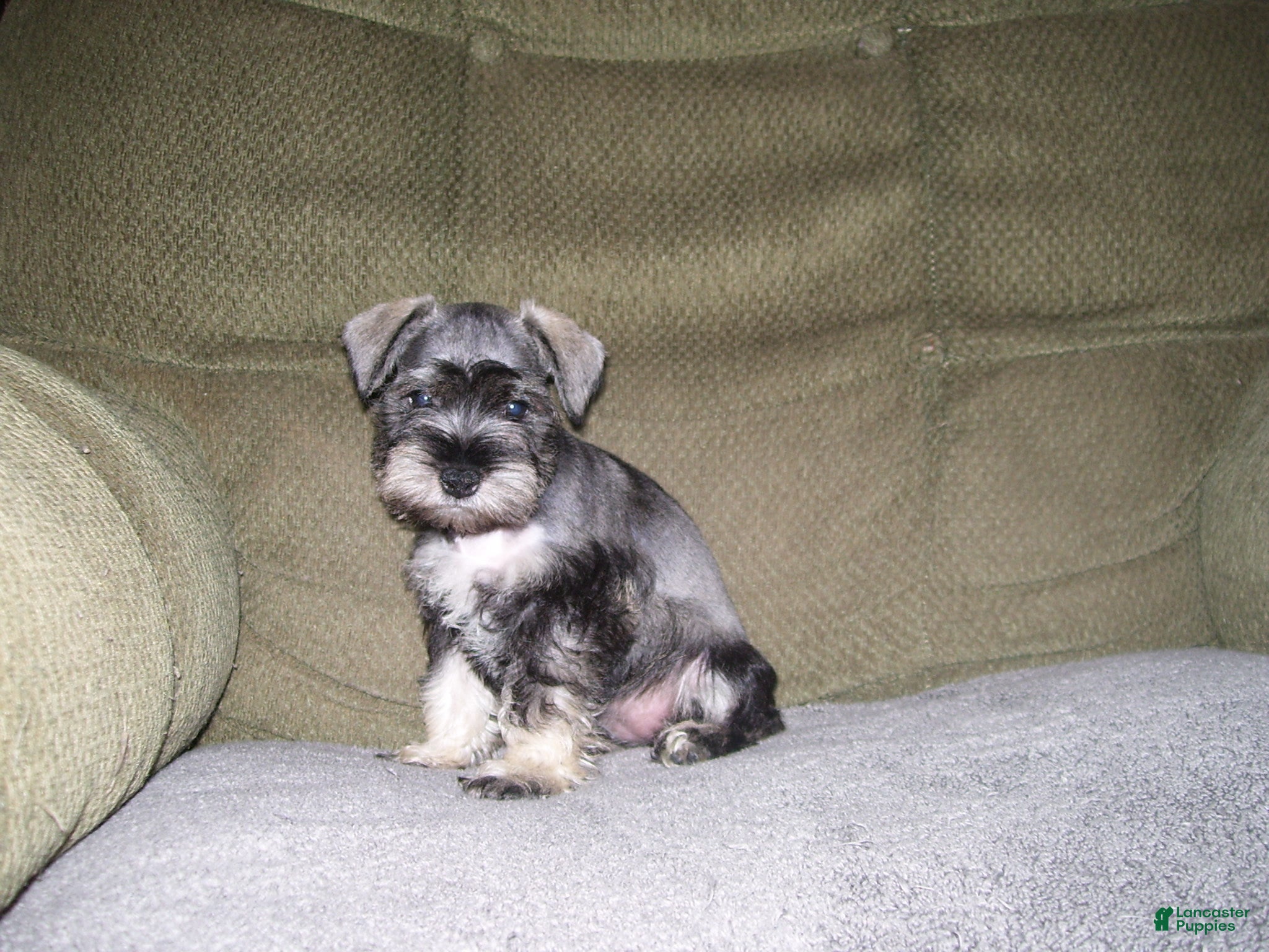 Miniature Schnauzer dogs for sale: LUCY - Ad 1