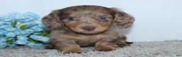 Miniature Dachshund dogs for sale: Linden - Ad 4