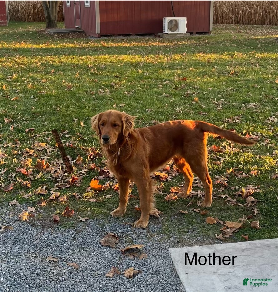 Golden Retriever dogs for sale: Ivy - Ad 2