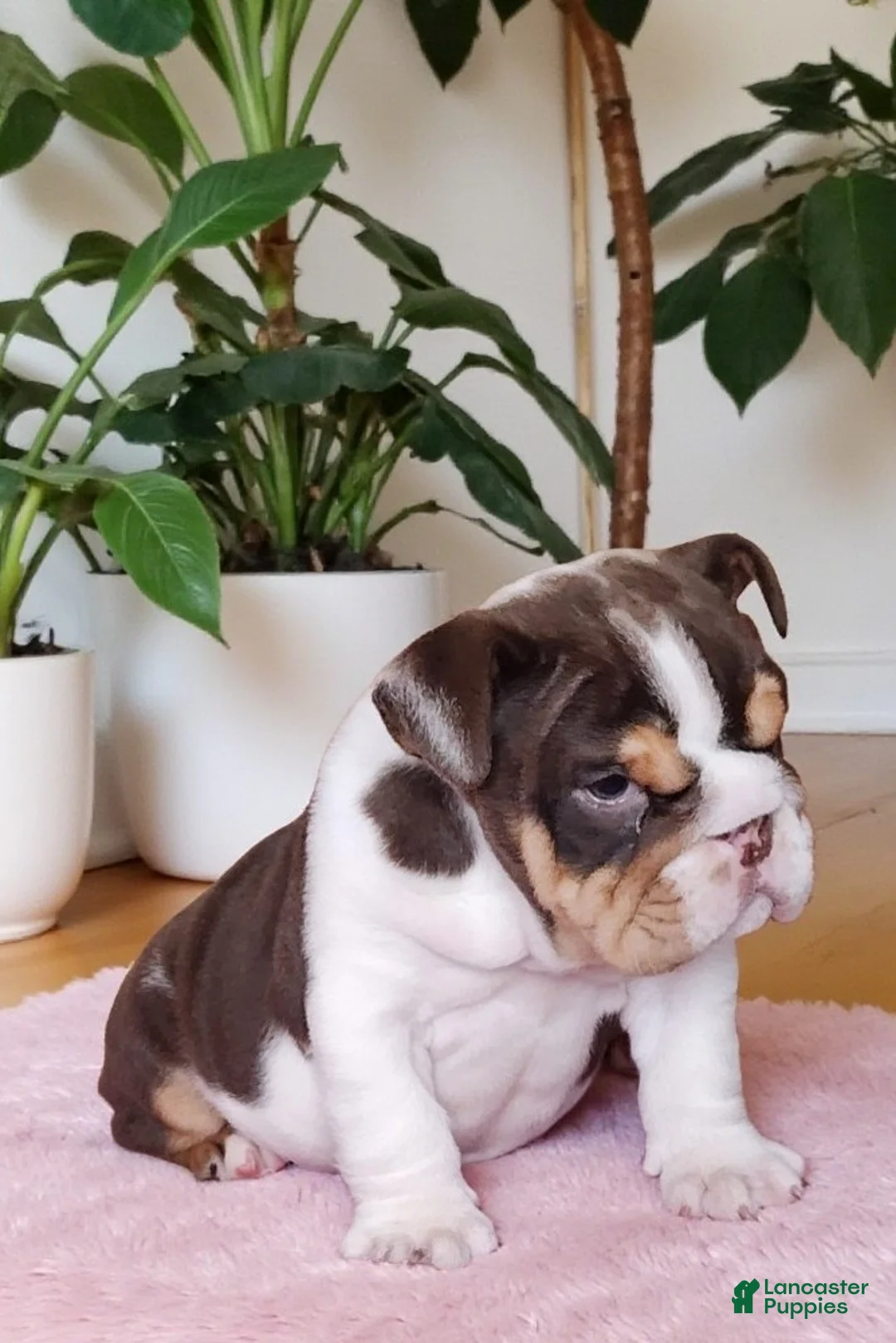 English Bulldog dogs for sale: Health clear Snickers  - Ad 23