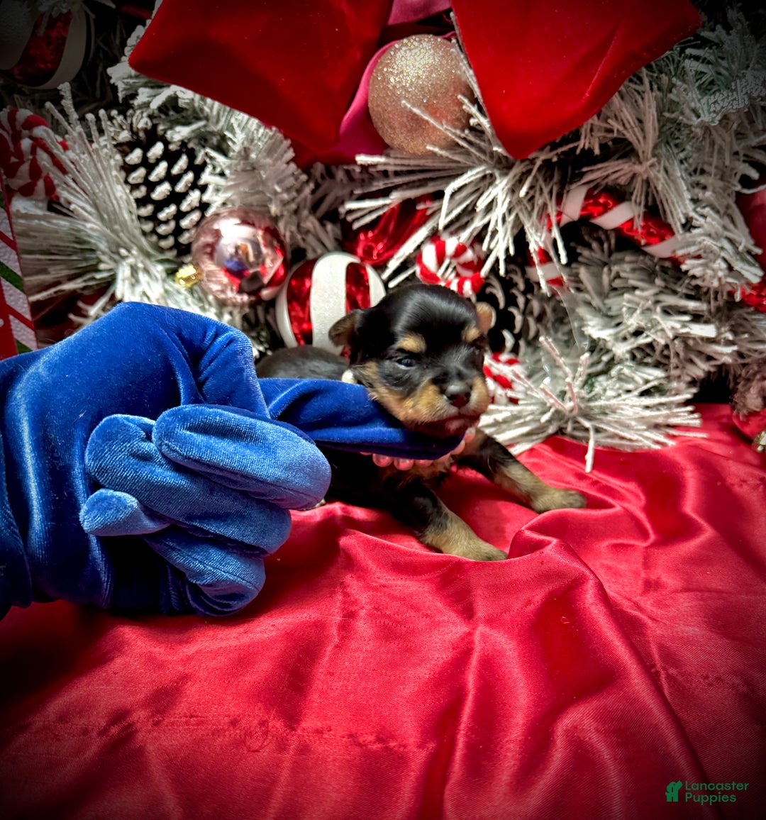 Yorkshire Terrier dogs for sale: Primavera - Ad 5