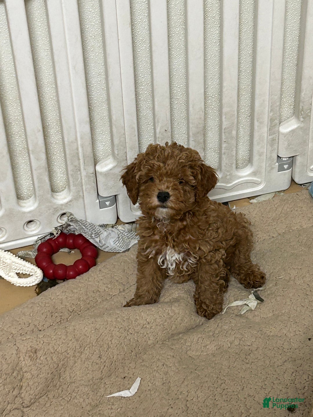 Mini Goldendoodle dogs for sale: Petite Mini Goldendoodle Sugar Plum - Ad 2