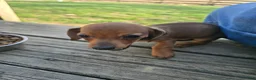 Miniature Dachshund dogs for sale: Muffin - Ad 4