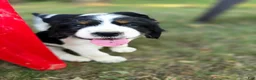 English Springer Spaniel dogs for sale: Marshal  - Ad 2