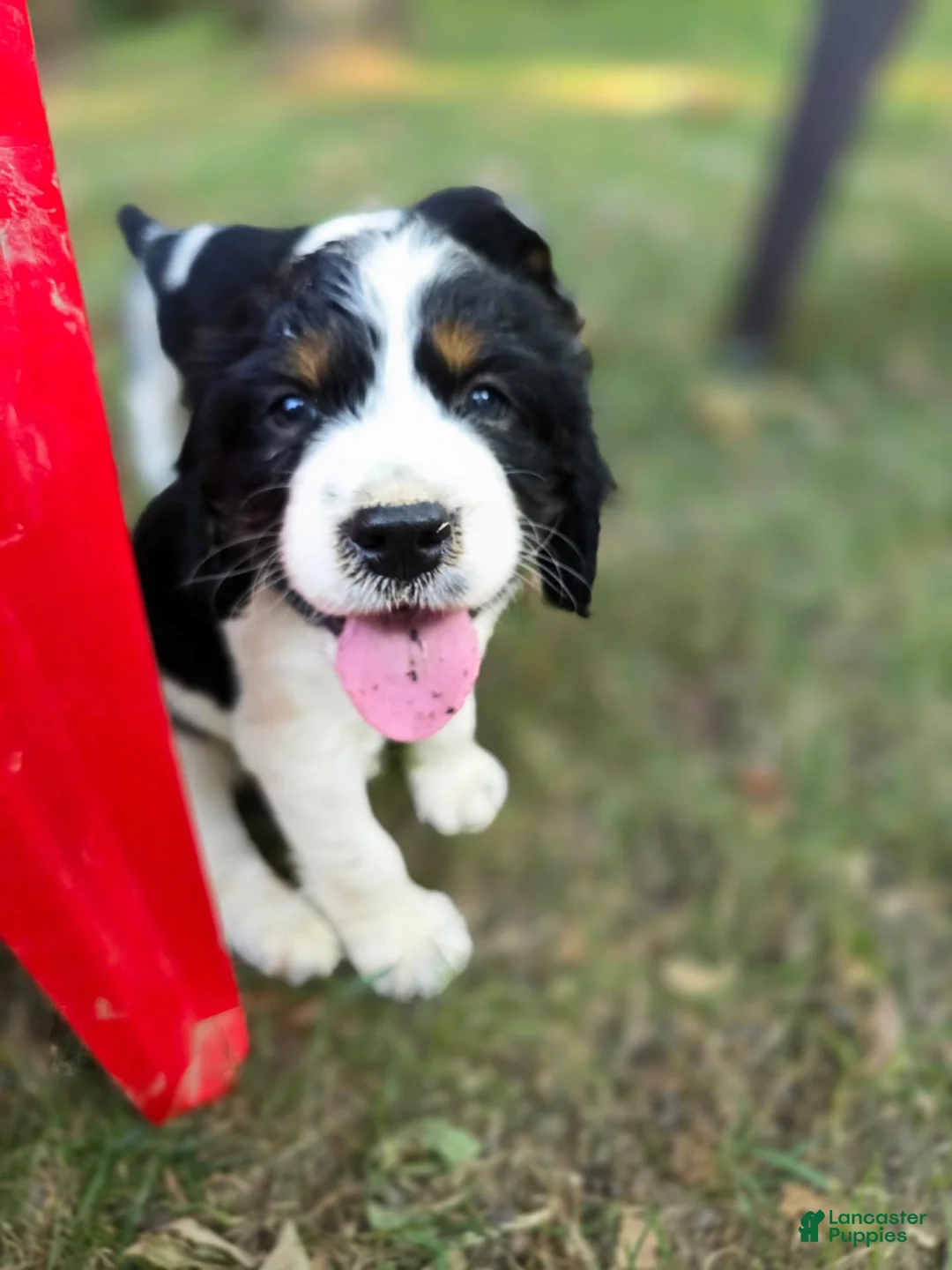 English Springer Spaniel dogs for sale: Marshal  - Ad 2
