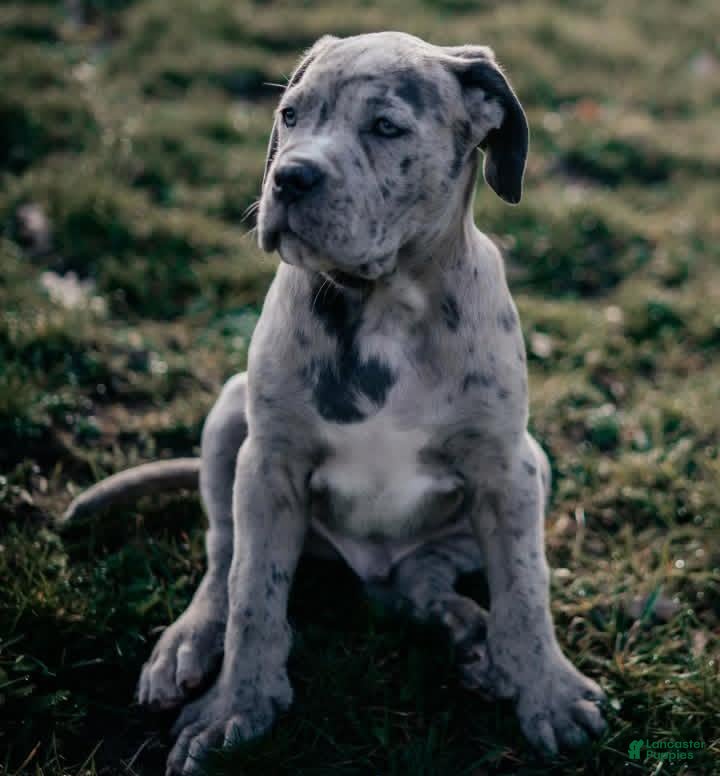 Cane Corso dogs for sale: Thor the Male - Ad 1