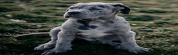 Cane Corso dogs for sale: Thor the Male - Ad 1