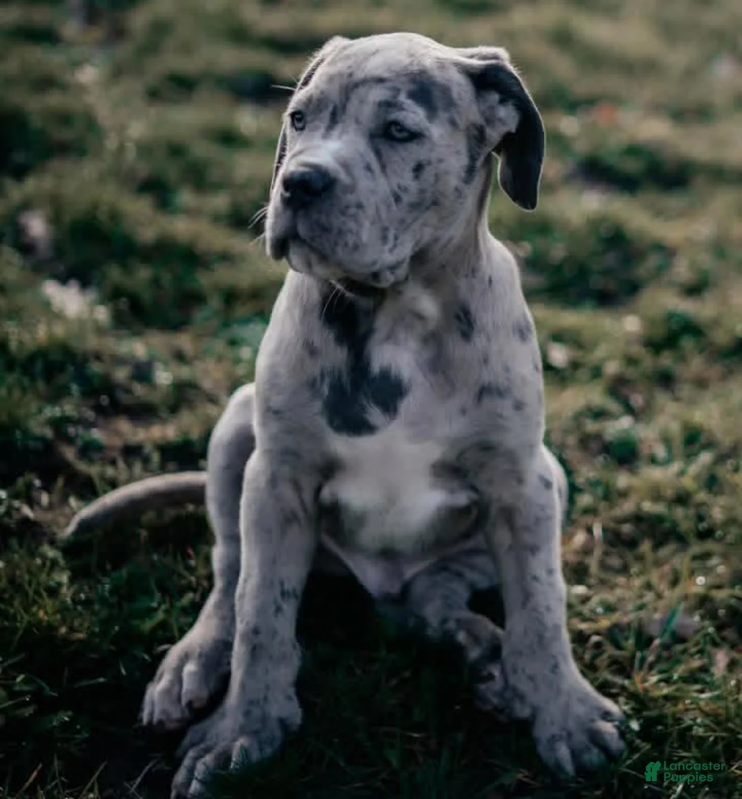 Cane Corso dogs for sale: Thor the Male - Ad 1